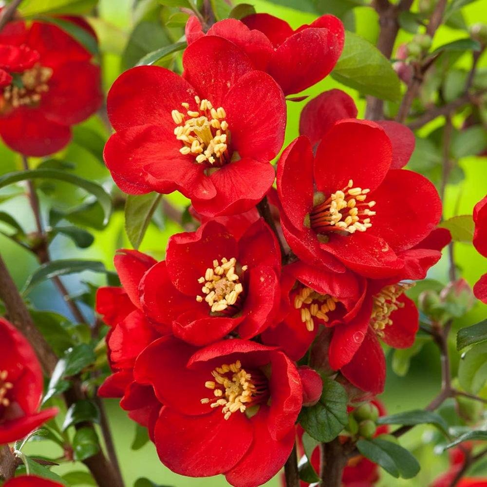 Gutui Japonez, Merisor (Chaenomeles) Nicoline, cu flori rosii