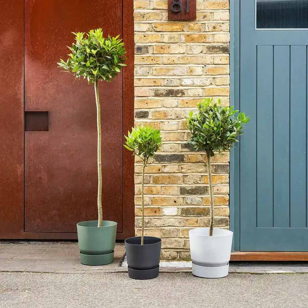 Dafin Comestibil - Tip Copac Ornamental cu Tulpina in forma de Inima