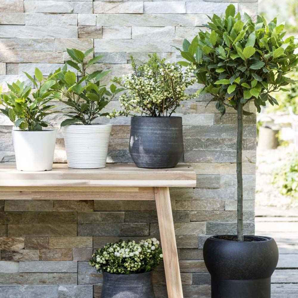 Dafin Comestibil - Tip Copac Ornamental cu Tulpina in forma de Inima
