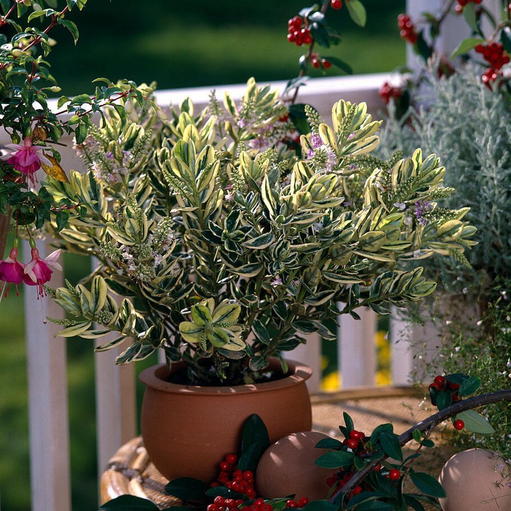 Hebe Andersonii Variegata