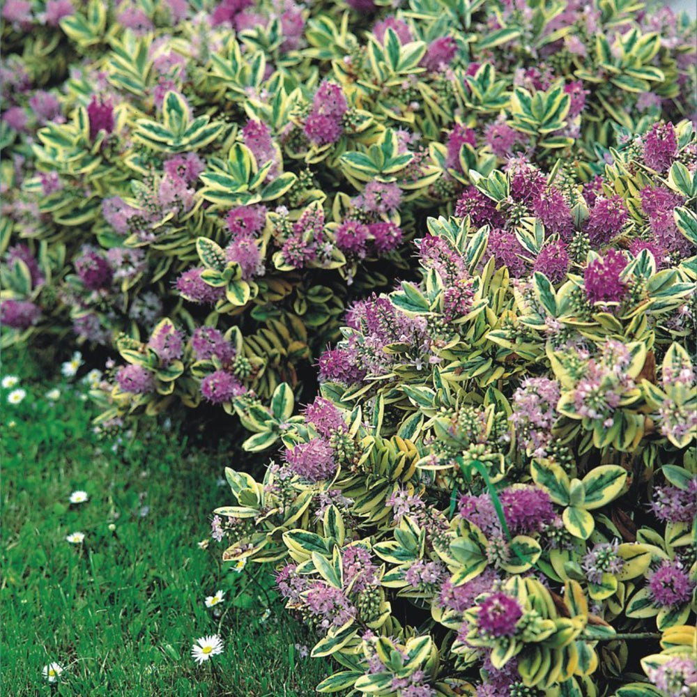 Hebe Andersonii Variegata