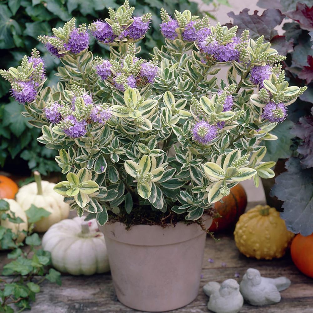 Hebe Andersonii Variegata