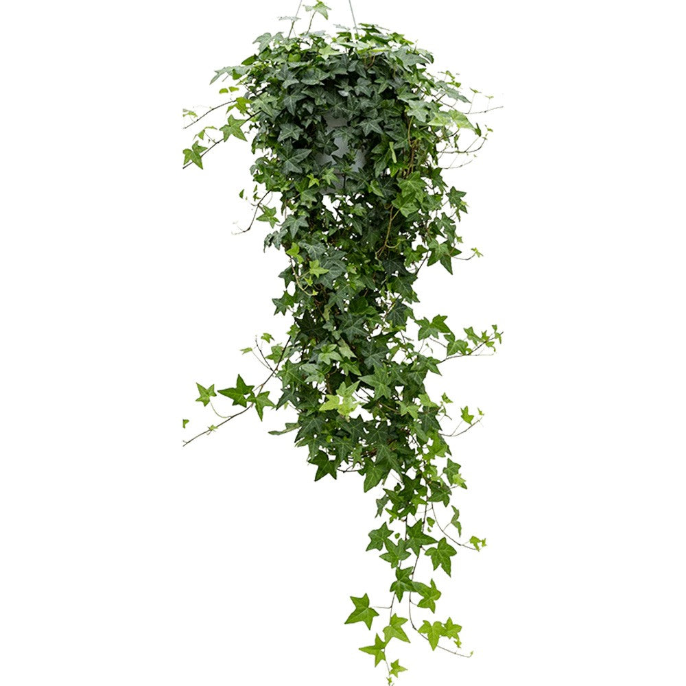 Iedera Helix Wonder, 140 cm, planta decorativa de apartament, curgatoare, purificatoare aer, usor de ingrijit