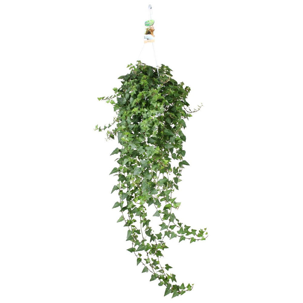 Borostyán Hedera Helix 'Wonder' – elegáns, légtisztító szobanövény