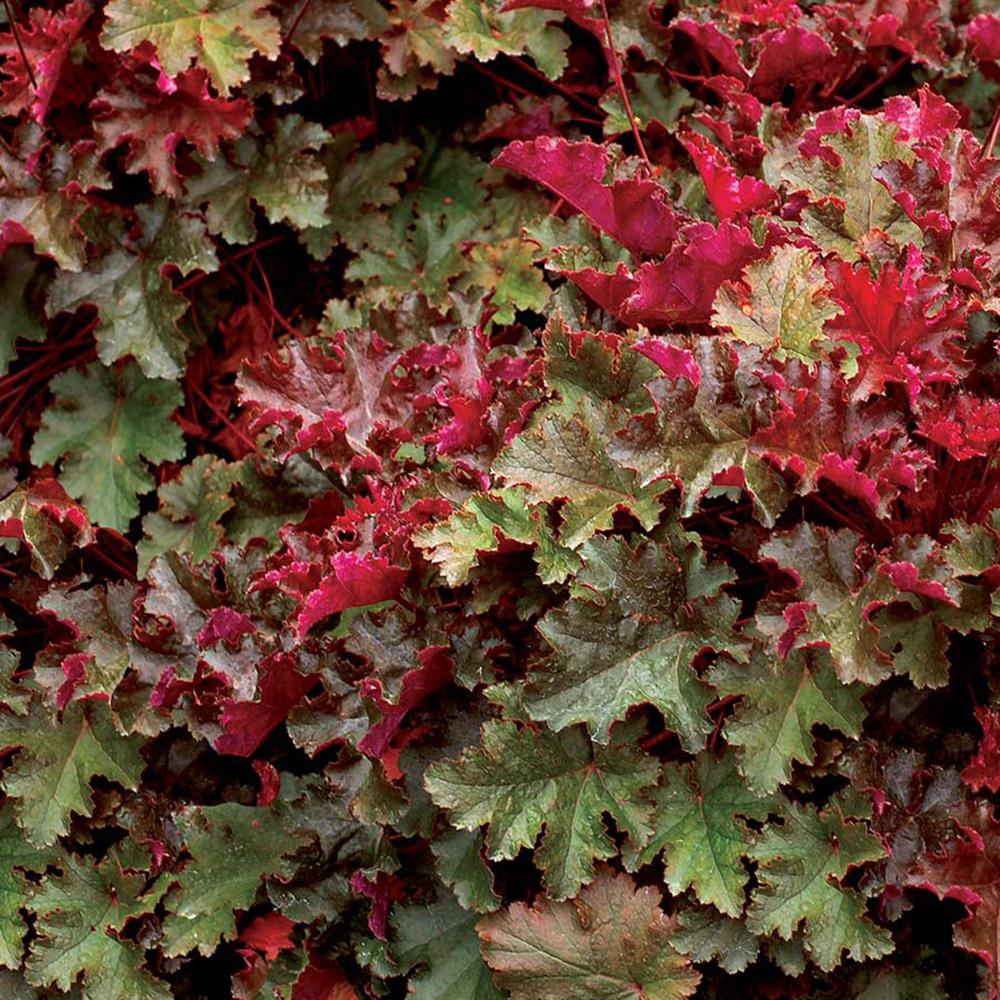 Clopotel purpuriu maro-ciocolatiu (Heuchera) Chocolate Ruffles, acoperitor de sol