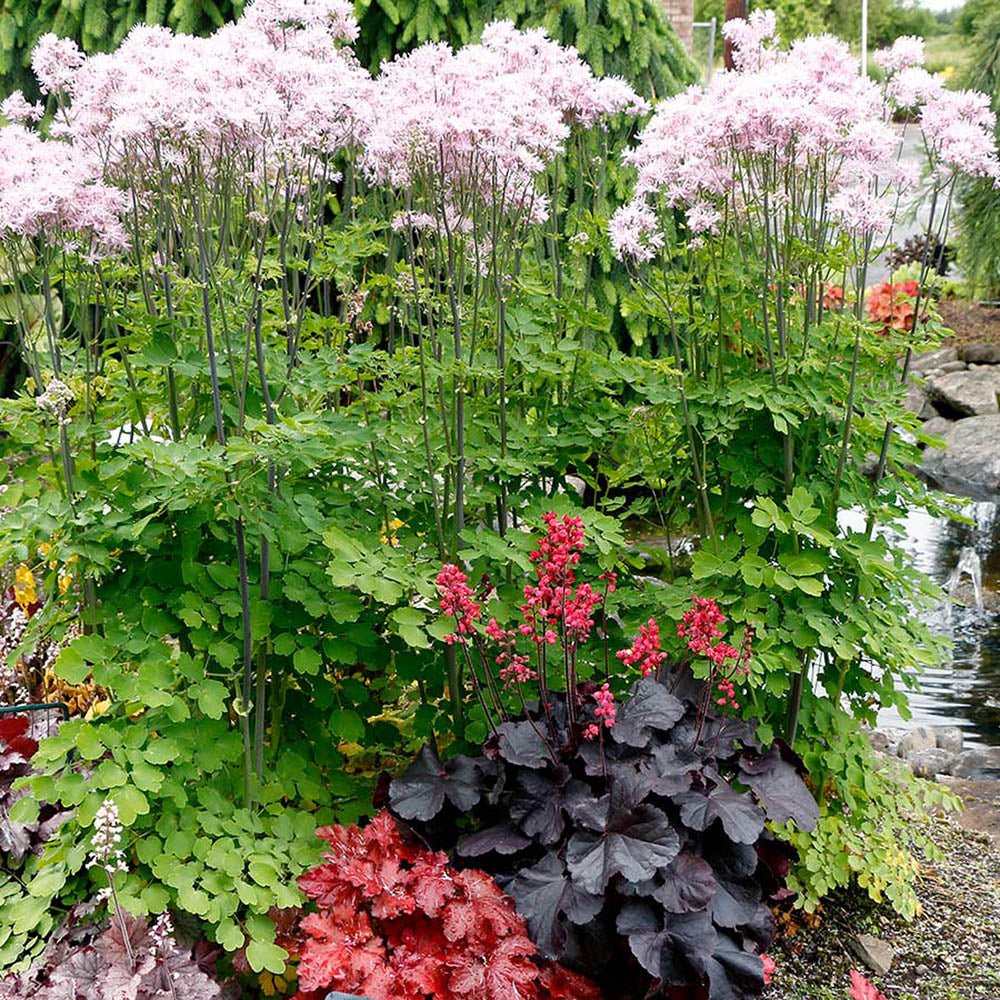 Clopotel purpuriu negru (Heuchera) Black Forest Cake, acoperitor de sol
