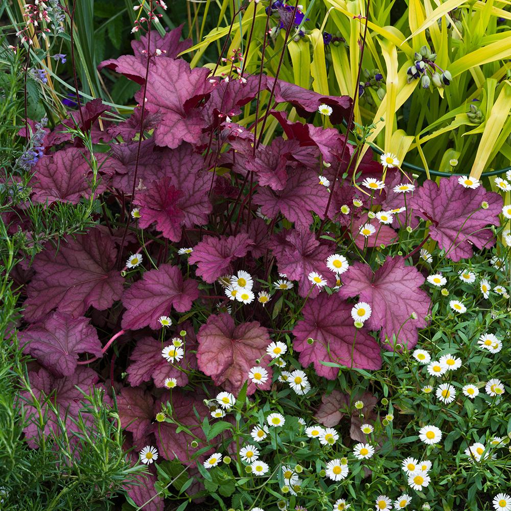 Clopotel purpuriu inchis (Heuchera) Palace Purple, acoperitor de sol