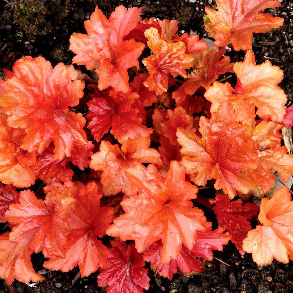 Clopotel purpuriu rosu-portocaliu (Heuchera) Paprika, acoperitor de sol
