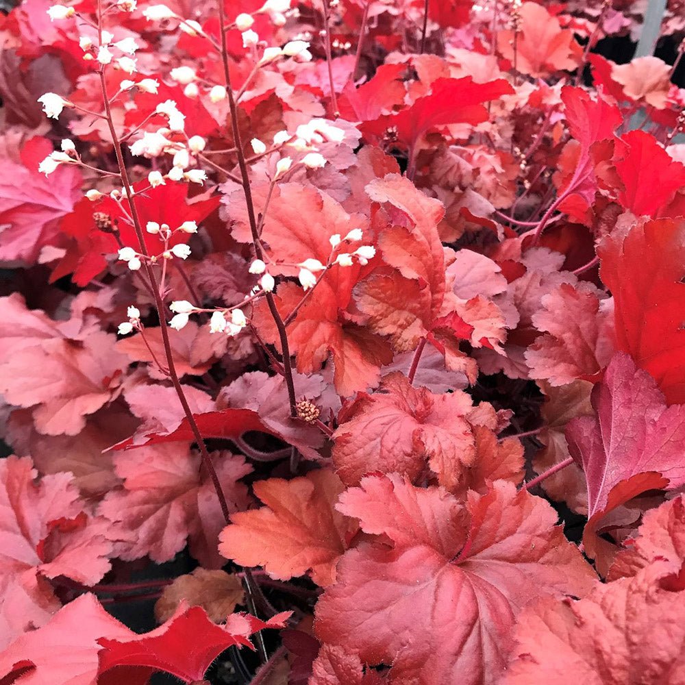 Clopotel purpuriu rosu-aprins (Heuchera) Forever Red, acoperitor de sol