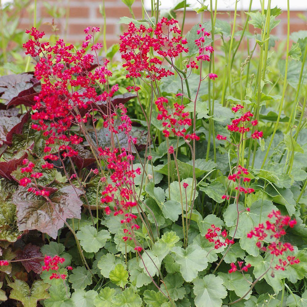 Clopotelul purpuriu (Heuchera) Leuchtkäfer, acoperitor de sol