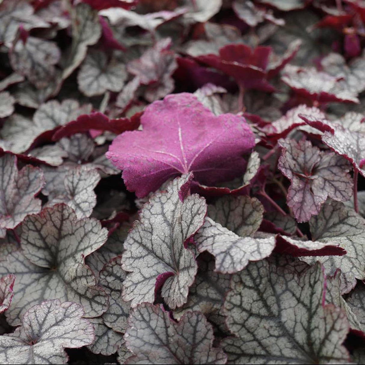 Clopotel purpuriu argintiu (Heuchera) Silver Scrolls, acoperitor de sol