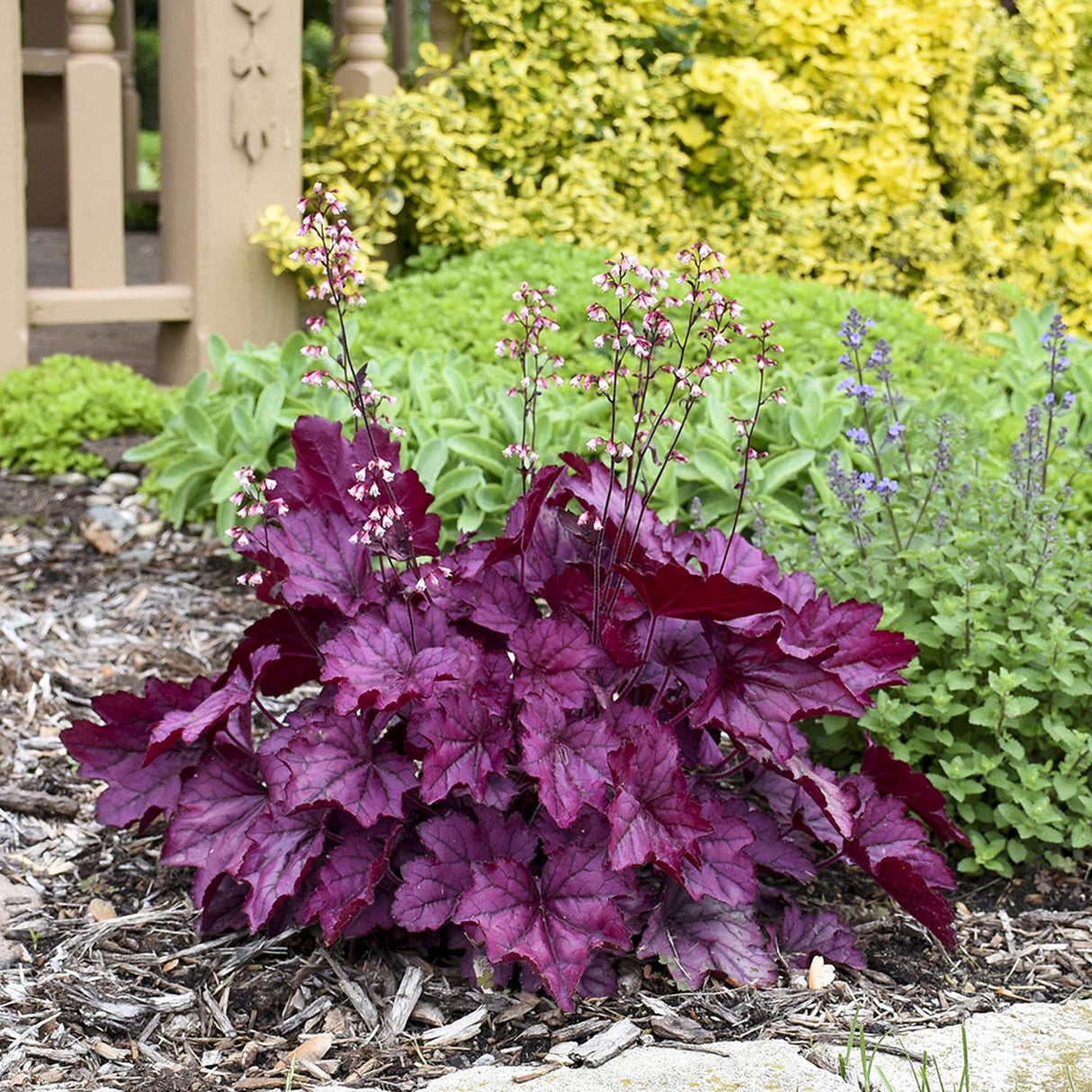 Clopotel purpuriu roz-violet (Heuchera) Wild Rose, acoperitor de sol