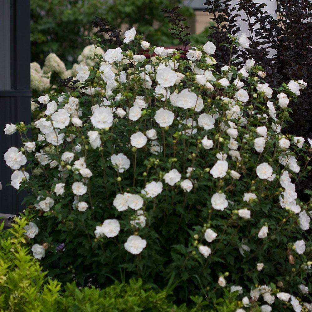 Hibiscus alb Chiffon