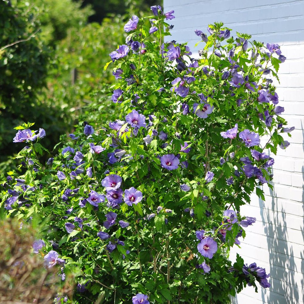 Hibiscus albastru-violet Oiseau Bleu