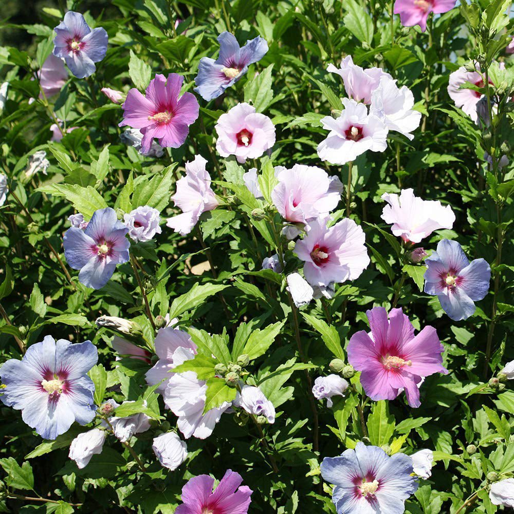 Hibiscus Tricolor, cu flori albe-roz-albastru