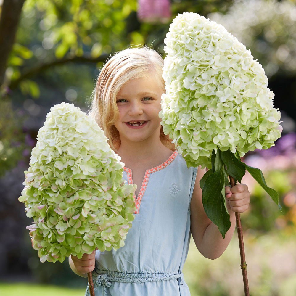 Hortensia de gradina Hercules, cu flori albe