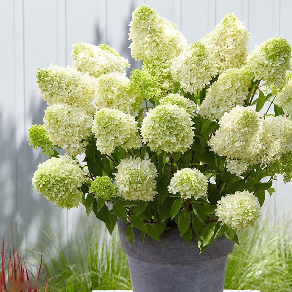 Hortensia de gradina Skyfall, cu flori albe-verde