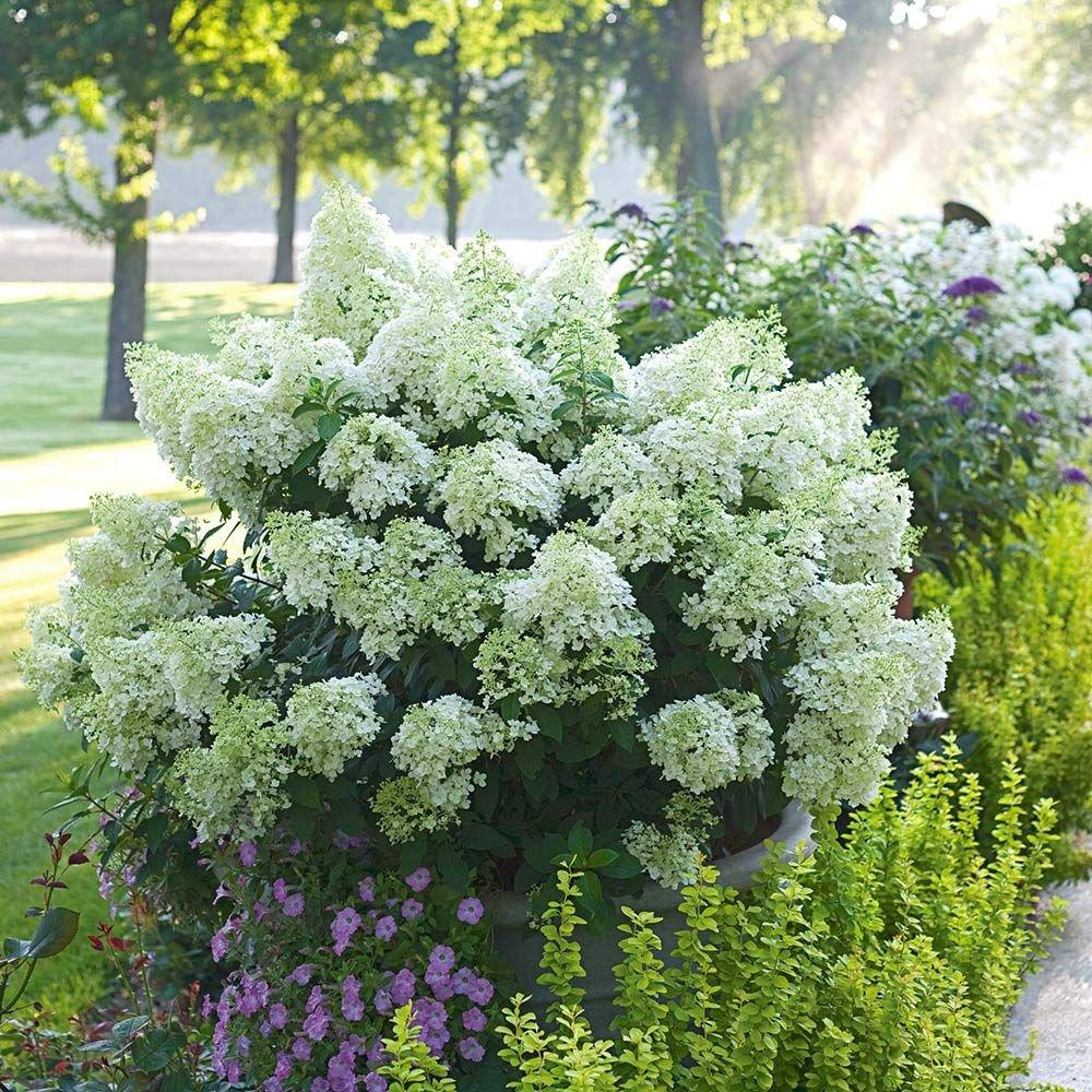 Hortensia de gradina Bobo, cu flori albe