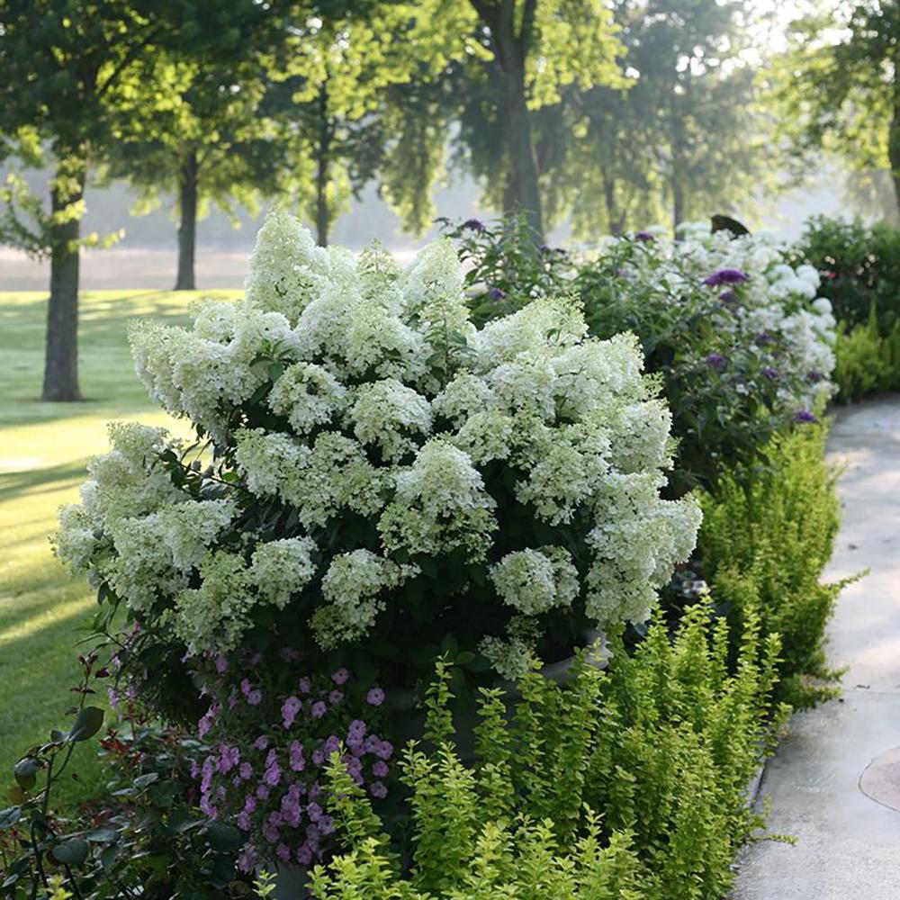 Hortensia de gradina Bobo, cu flori albe
