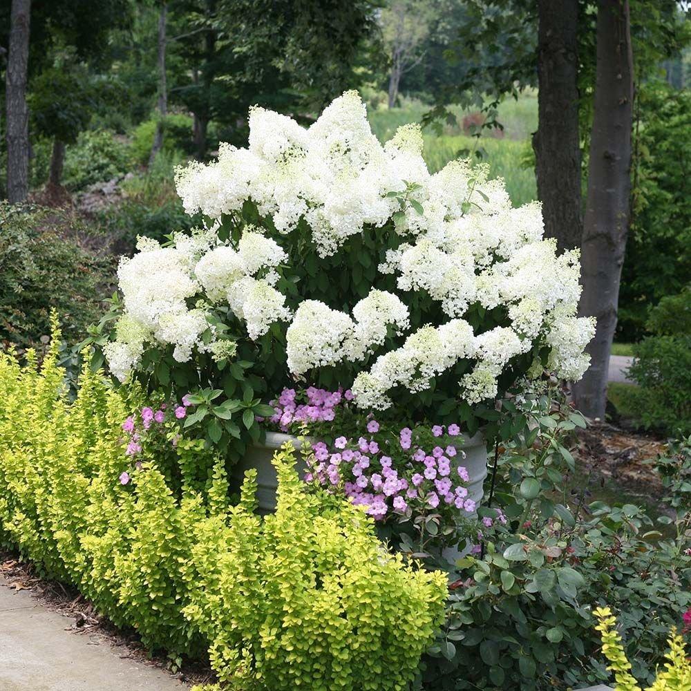 Hortensia de gradina Bobo, cu flori albe