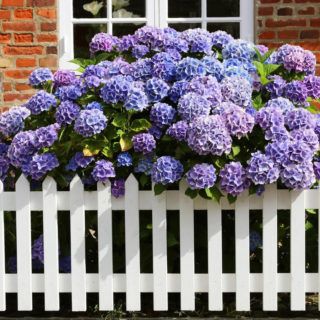 Hortensia de gradina Adria, cu flori albastre-violet