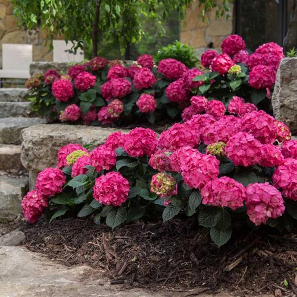 Hortensia de gradina Endless Summer Love, cu flori rosii