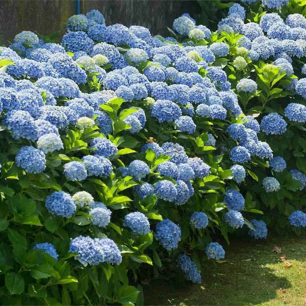 Hortensia de gradina, cu flori albastre