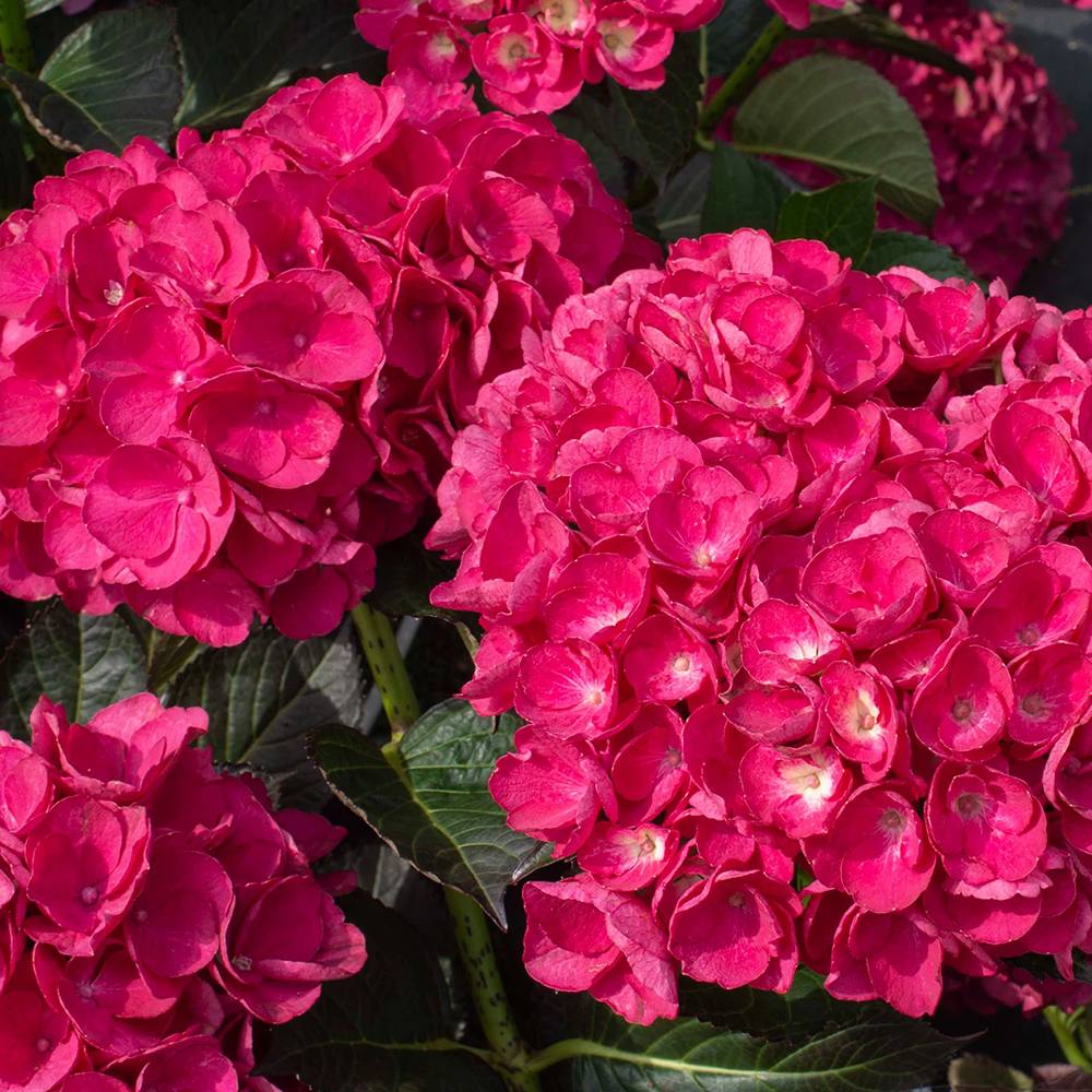 Hortensia de gradina, cu flori rosii