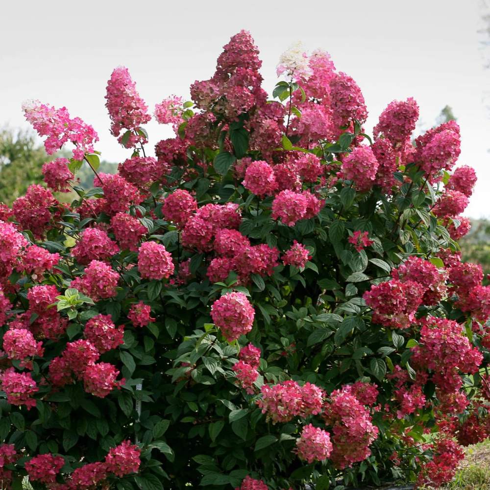 Hortensia de gradina Magical Fire, cu flori rosii-roz
