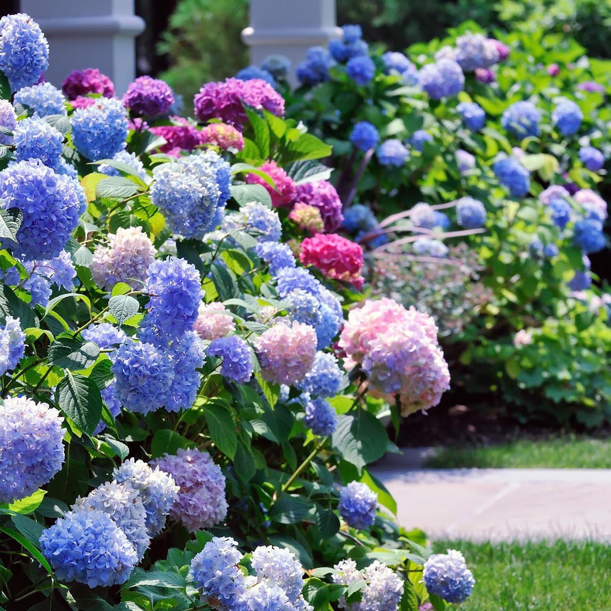 Hortensia de gradina Mathilde Gutgers, cu flori albastre-violet