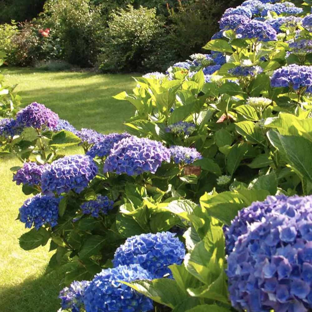 Hortensia de gradina Mathilde Gutgers, cu flori albastre-violet