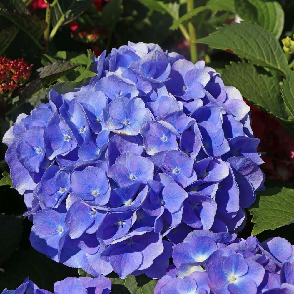 Hortensia de Gradina Renate Steiniger, cu flori albastre-mov