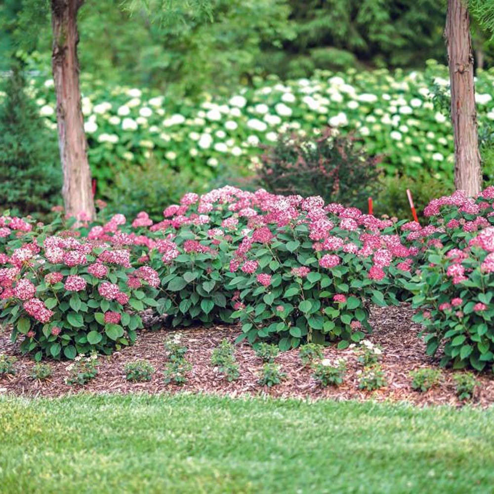 Hortensia de gradina Ruby Annabelle, cu flori rosii-rubiniu