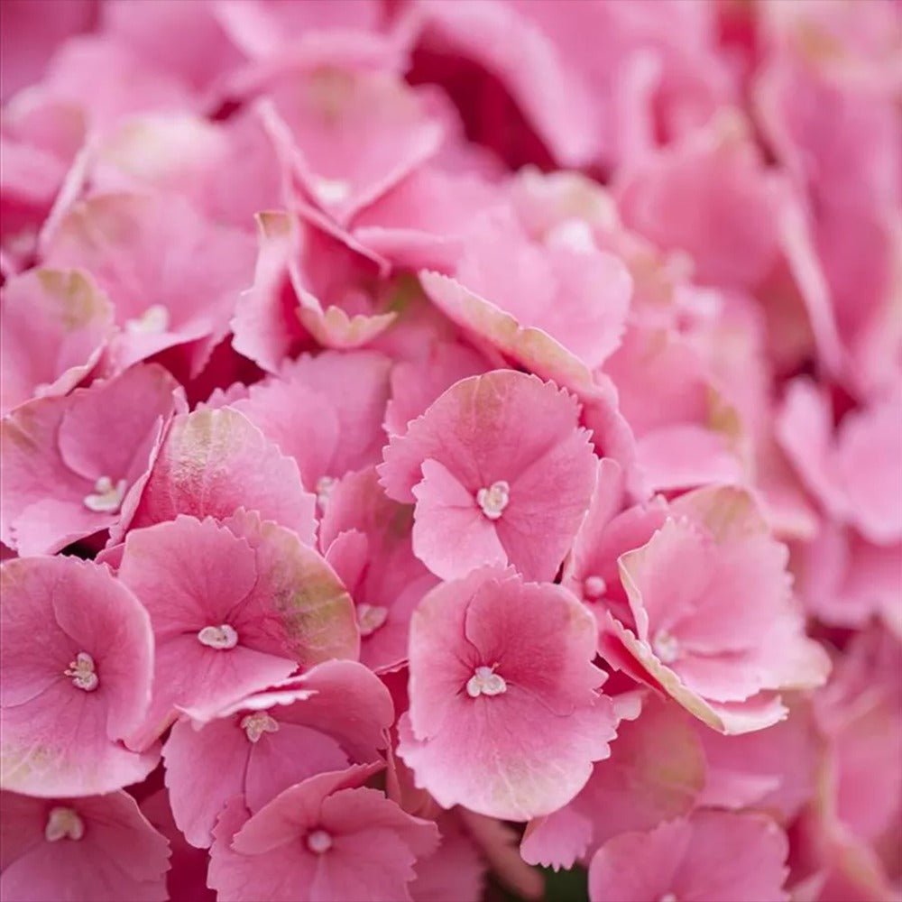 Hortensia de Gradina Schoene Bautznerin, cu flori roz-rosu deschis