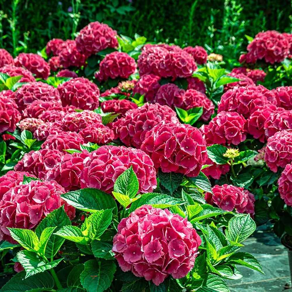 Hortensia de Gradina Schoene Bautznerin, cu flori roz-rosu deschis