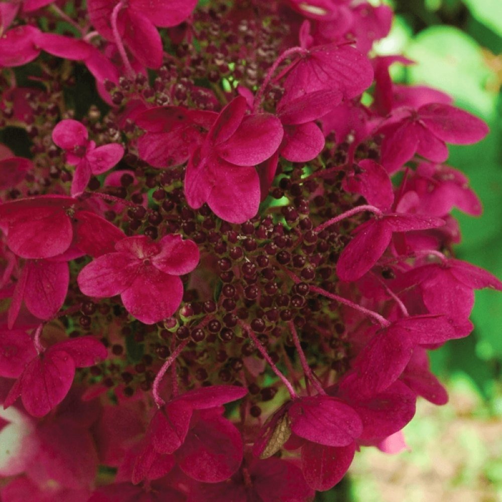 Hortensia de Gradina Speedy Red, cu flori rosii