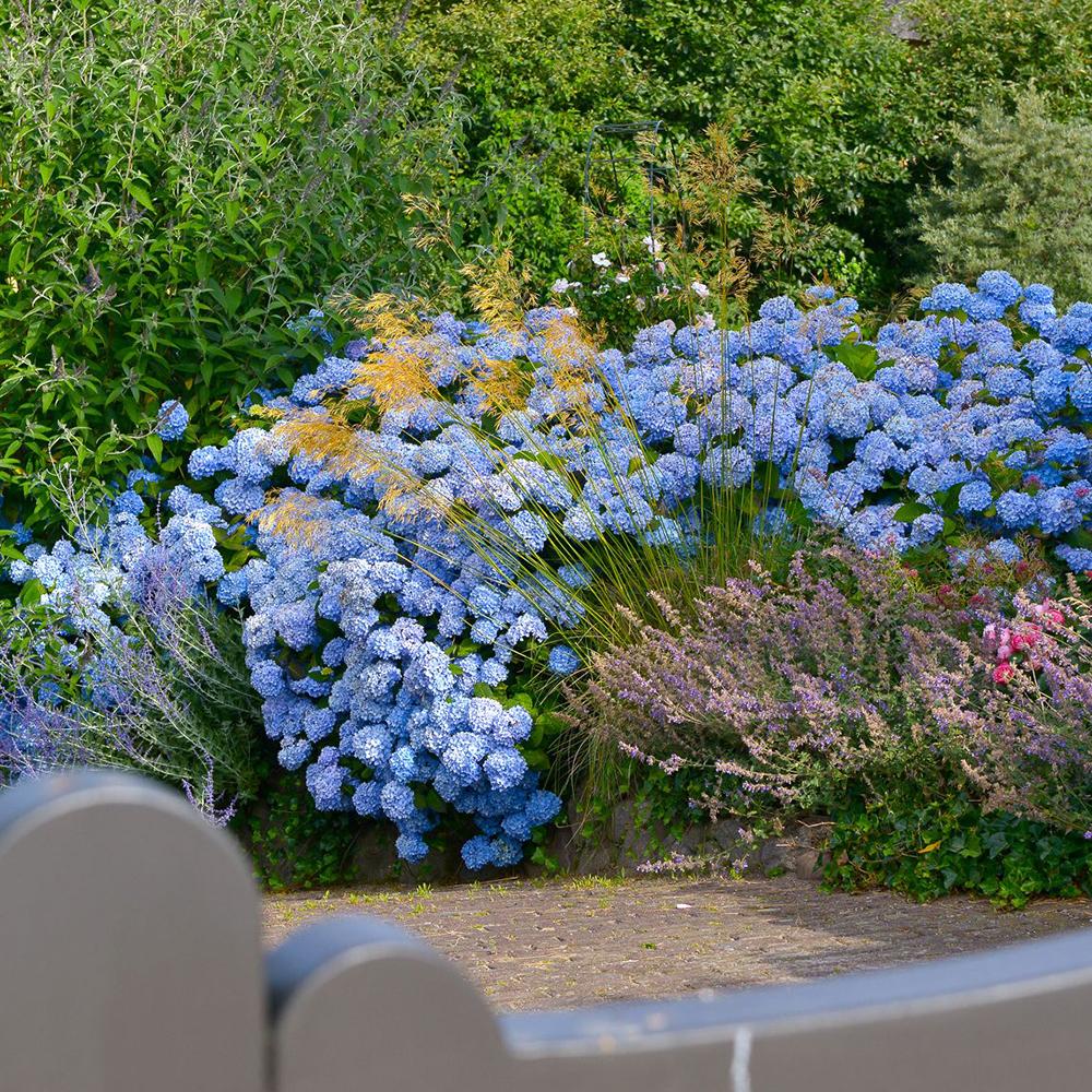 Hortensia Endless Summer, cu flori albastre