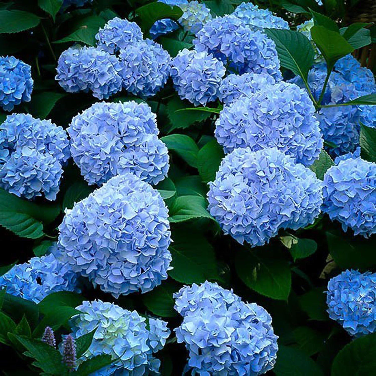 Hortensia Endless Summer, cu flori albastre