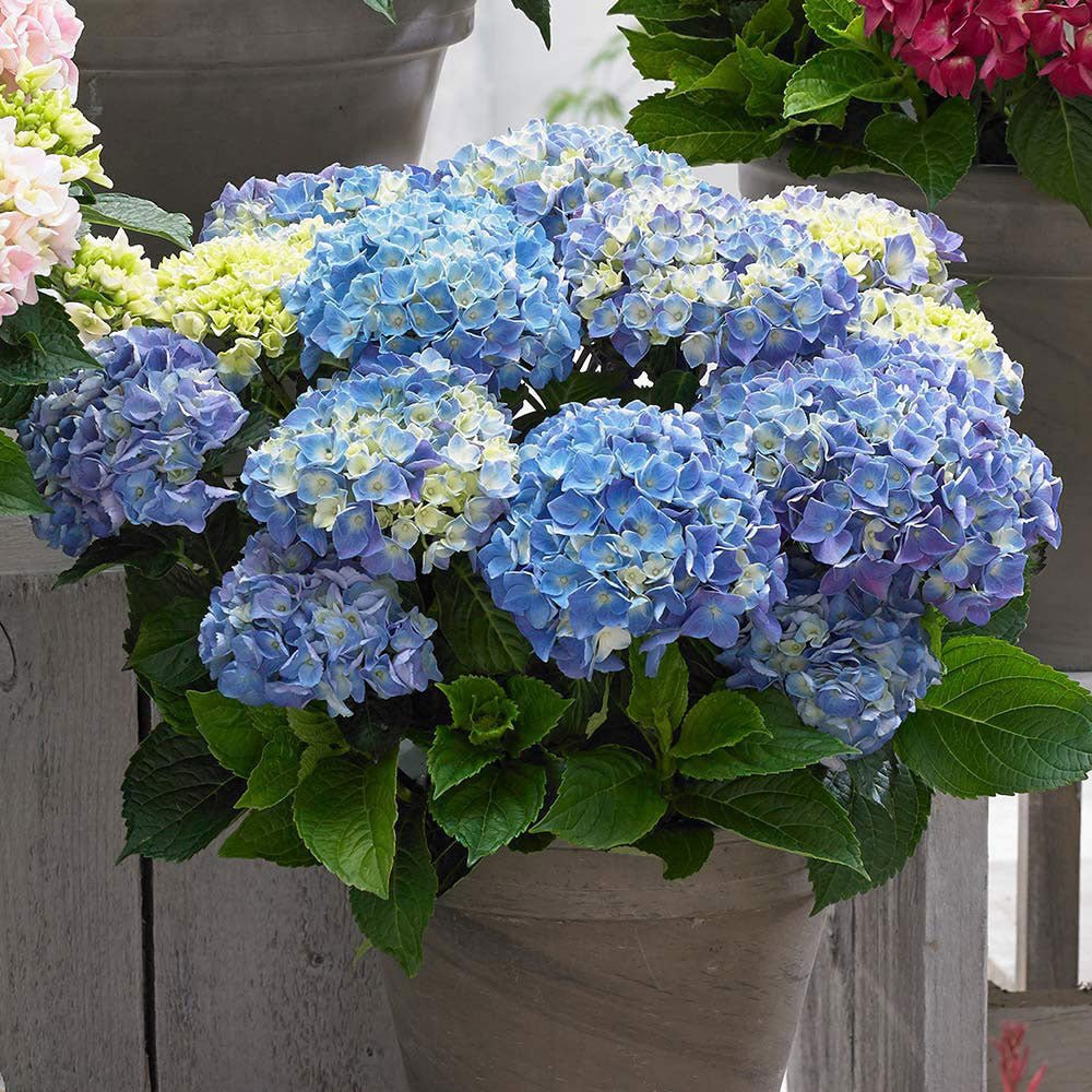 Hortensia de gradina Endless Summer Love, cu flori albastre