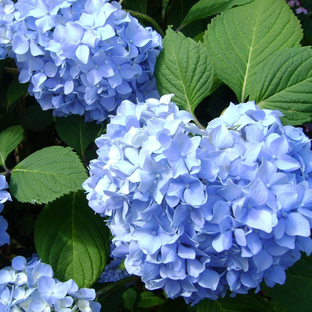 Hortensia Forever & Ever Blue