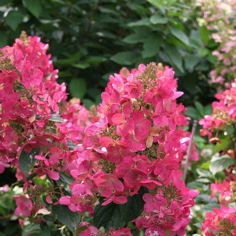 Hortensia de gradina Magical Fire, cu flori rosii-roz