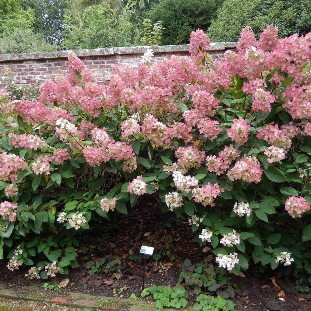 Hortensia de gradina Phantom, cu flori albe-zmeur
