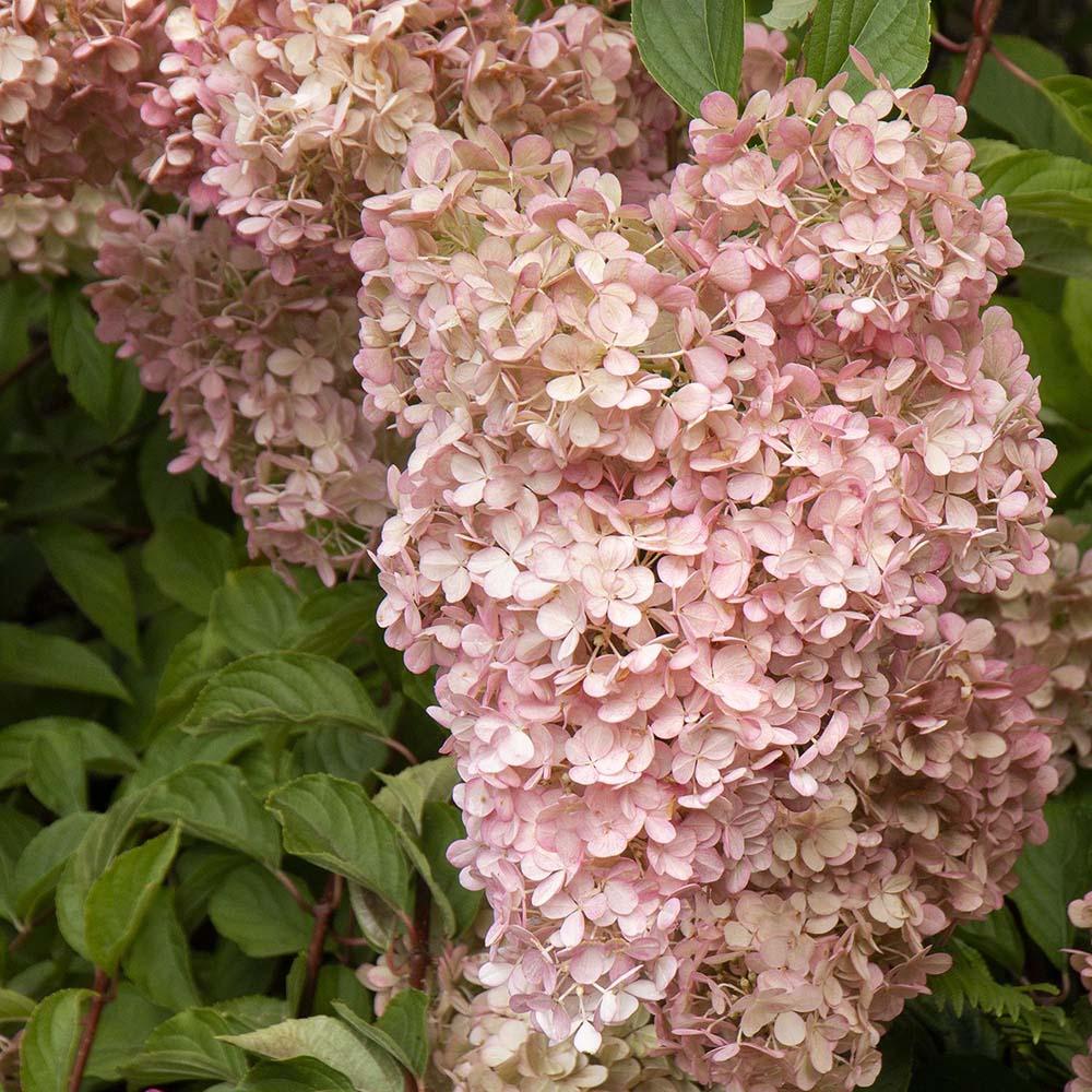 Hortensia de gradina Phantom, cu flori albe-zmeur