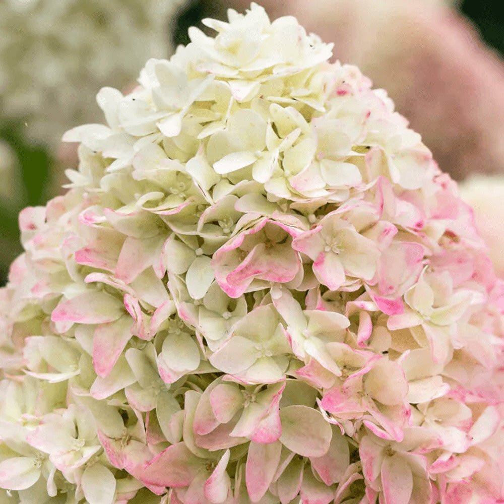 Hortensie Tip Copac Living Summer Love Now, cu flori roz-crem