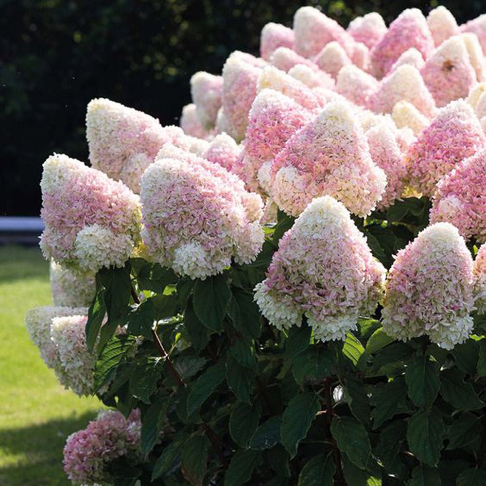 Hortensie Tip Copac Living Summer Love Now, cu flori roz-crem