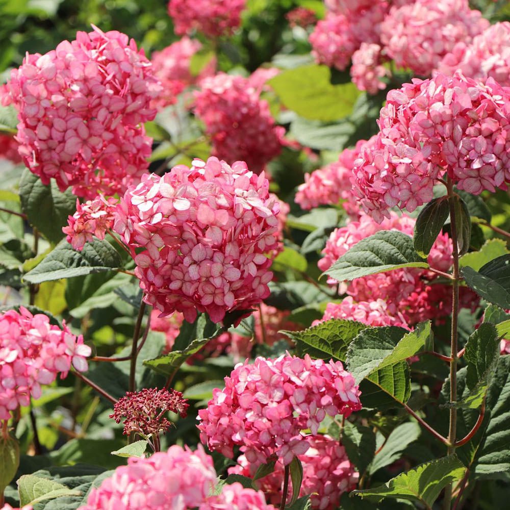 Hortensia de gradina Ruby Annabelle, cu flori rosii-rubiniu