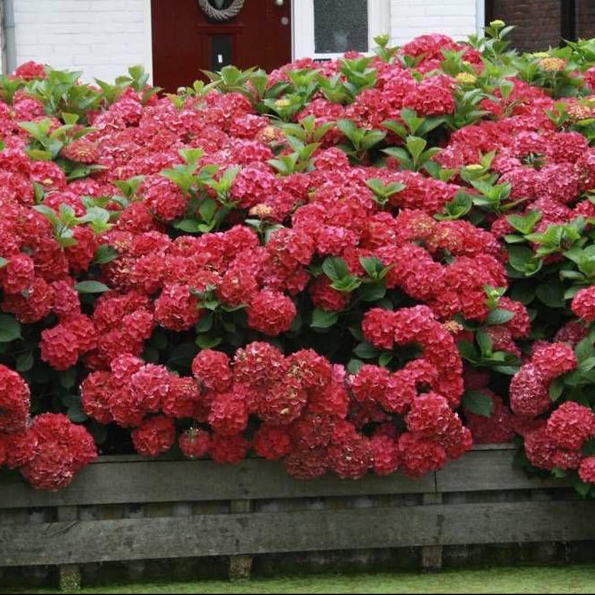 Hortensia de gradina Sibilla Masja, cu flori rosii-intens