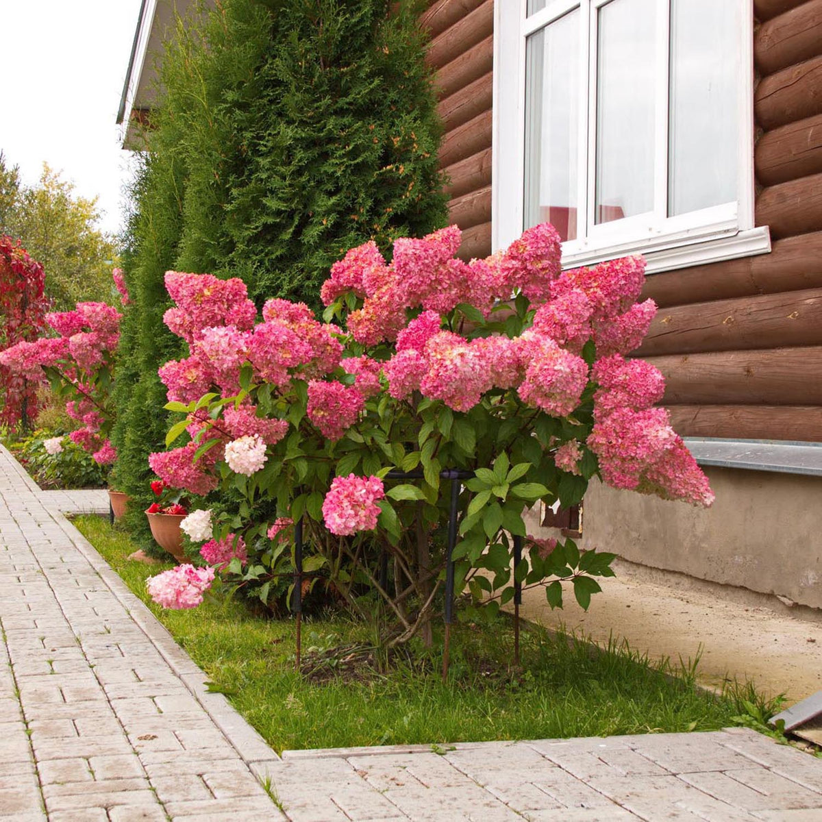 Hortensia de gradina Vanille Fraise, cu flori roz-crem