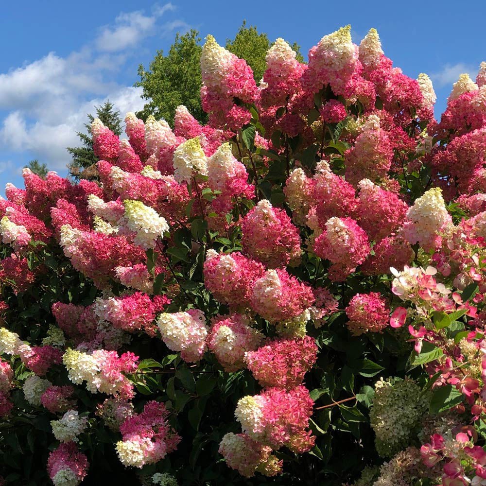 Hortensie de Gradina Tip Copac Candlelight, cu flori albe-fucsia