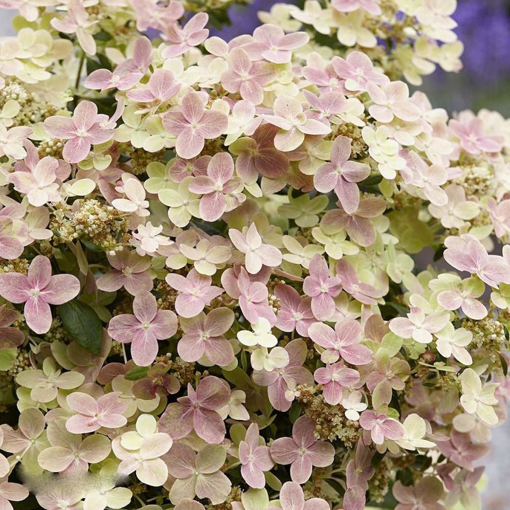 Hortensie alba Polestar
